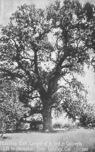 Gridley California  Largest Hutchins Oak Tree B&W Litho Postcard Unused