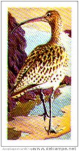 Brooke Bond Tea Trade Card Wild Birds In Britain No 26 Curlew