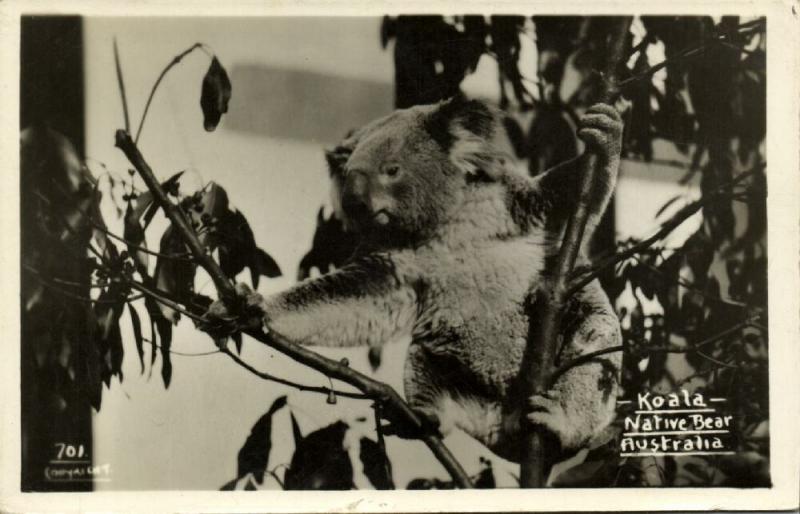 australia, Native Bear, Koala in Tree (1940s) RPPC