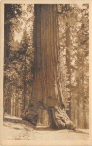 RPPC WAWONA BIG TREE Mariposa Grove Yosemite Tunnel Tree c1910s Vintage Postcard