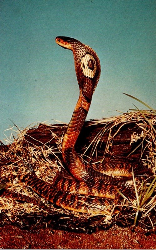 Illinois Chicago Natural History Museum Albert W Harris Hall King Cobra