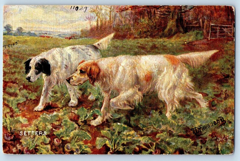 Postcard Two Setters Black and Brown Sporting Dogs 1910 Oilette Tuck Art