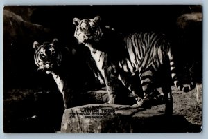 c1930's Western Tigers Chicago Zoological Park Brookfield IL RPPC Photo Postcard
