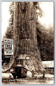 RPPC~California~Believe It Or Not Tree House~Fraternal Monarch~1940s Postcard