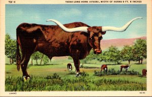 Bulls Texas Long Horn Steer Curteich