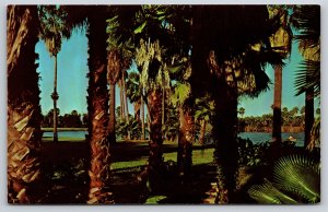 Texas~Many Types Of Palms~Scenic Lakes As Pictured Here~Vintage Postcard