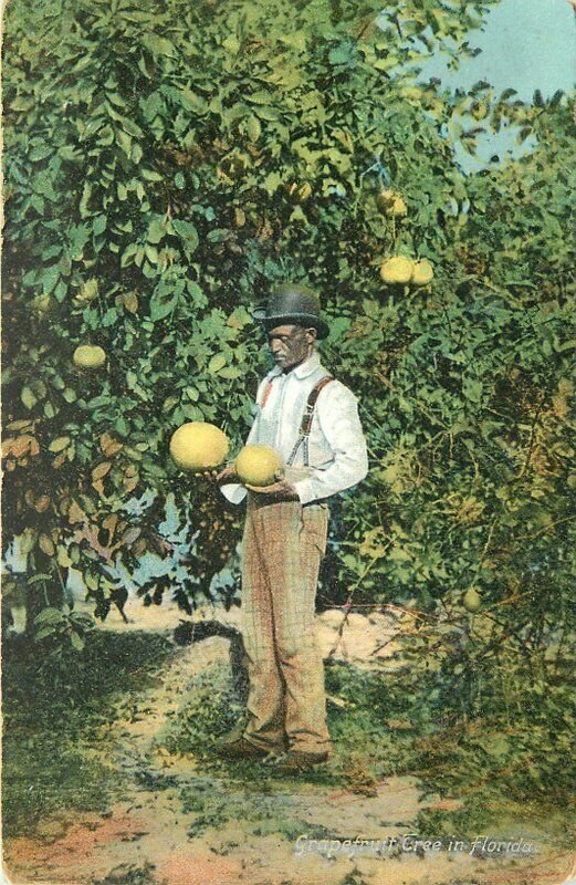 Black Man Farm Agriculture Grape Fruit Tree Florida 1907 Postcard Mark 12815