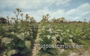 Tobacco Land Farming Unused 