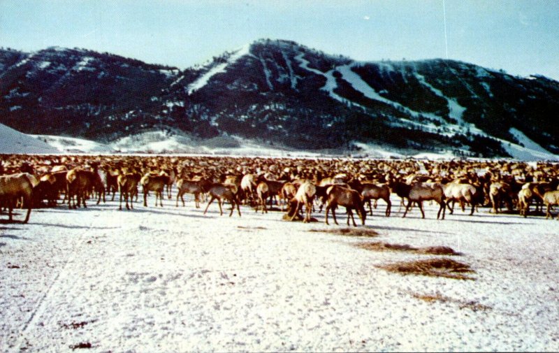 Wyoming Jackson Hole National Elk Refuge