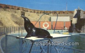 SI, The Politician - Marineland of the Pacific, California CA  