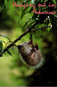 Arkansas The Natural State Possum Hanging Out