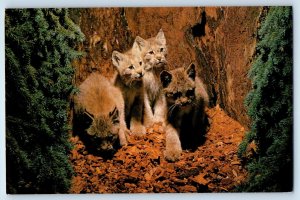 c1974 Banff Alberta AB Canada Vintage Postcard Lynx Kittens Wild Animals Posted