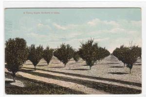 Young Apple Tree Orchard Farming Idaho 1912 postcard