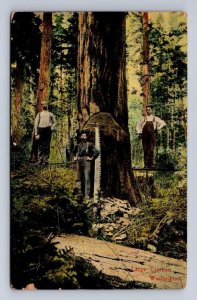 LOGGING LARGE TIMBER ALASKA YUKON PACIFIC AYP EXPO POSTCARD (1909)