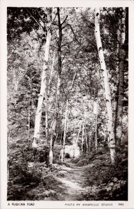 A Muskoka Road Ontario Trees Nature Scene Annabelle #449 RPPC Postcard H22