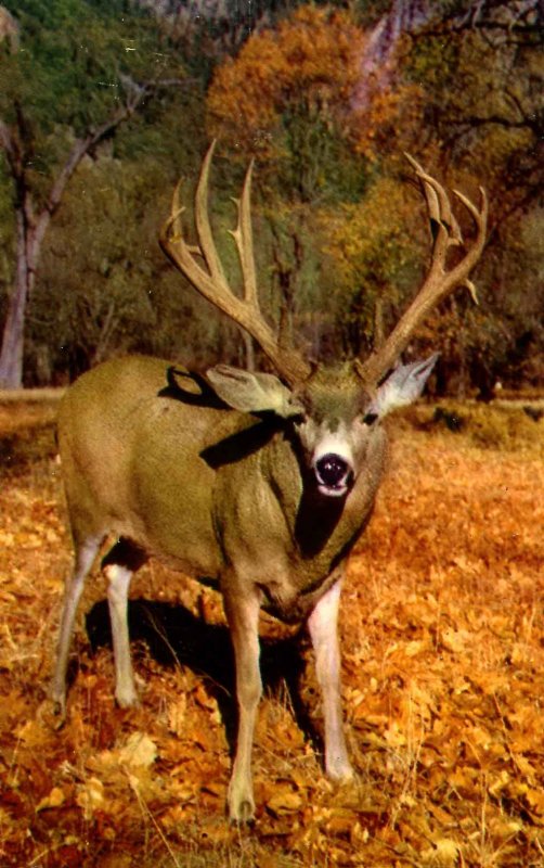 Mule Deer