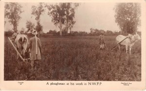 Lot141 a ploughman at his work in North-West Frontier Province  Pakistan cow