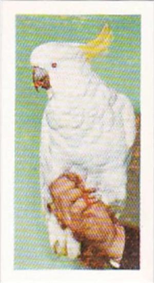 Hornimans Tea Trade Card Pets No 30 Sulphur Crested Cockatoo