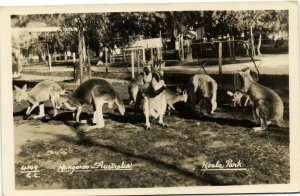 PC CPA AUSTRALIA, KANGAROO, KOALA PARK, Vintage REAL PHOTO Postcard (b27071)