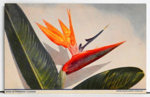 Bird of Paradise Flower