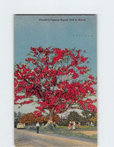 Postcard Florida's Famous Kapok Tree in Bloom, Florida