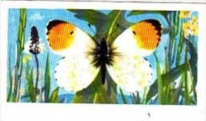 Brooke Bond Tea British Butterflies No 43 Orange Tip