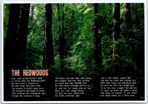 Postcard - The Redwoods, Muir Woods - Mill Valley, California