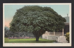 California An Umbrella Tree ~ Und/B