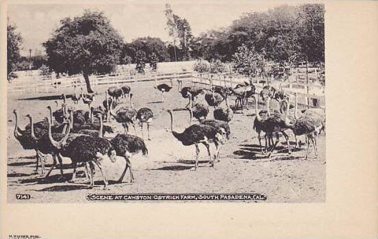 Scene At Cawston Ostrich Farm South Pasadena California