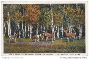 Deer In Kaibab National Forest Reached From Cedar City Utah Via Union Pacific...
