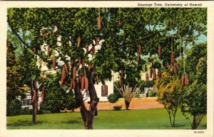 University of Hawaii Sausage Tree Vintage Postcard Hawaiian Tropical Plant