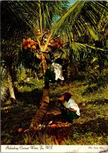 VINTAGE CONTINENTAL SIZE POSTCARD REFRESHING COCONUT WATER JAMAICA 1970s