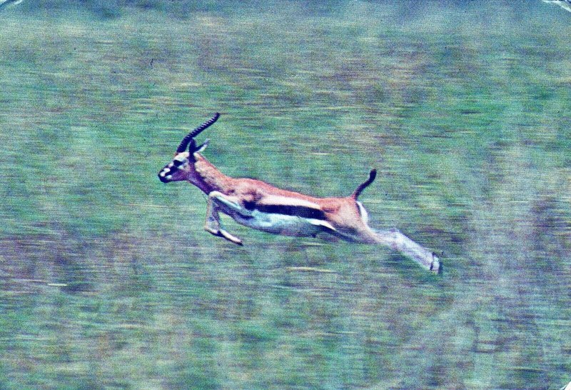 VINTAGE CONTINENTAL SIZE POSTCARD THOMSON'S GAZELLE SERENGETI NATL PARK TANZANIA