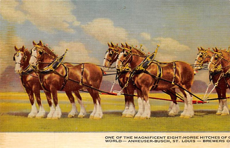 Brewery Post Card Eight Horse Hitches of Anheurser-Busch St. Louis, Mo., USA ...