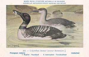 Colymbus Immer Brunnich Brünnich's Guillemot WW2 Bird Rare Postcard