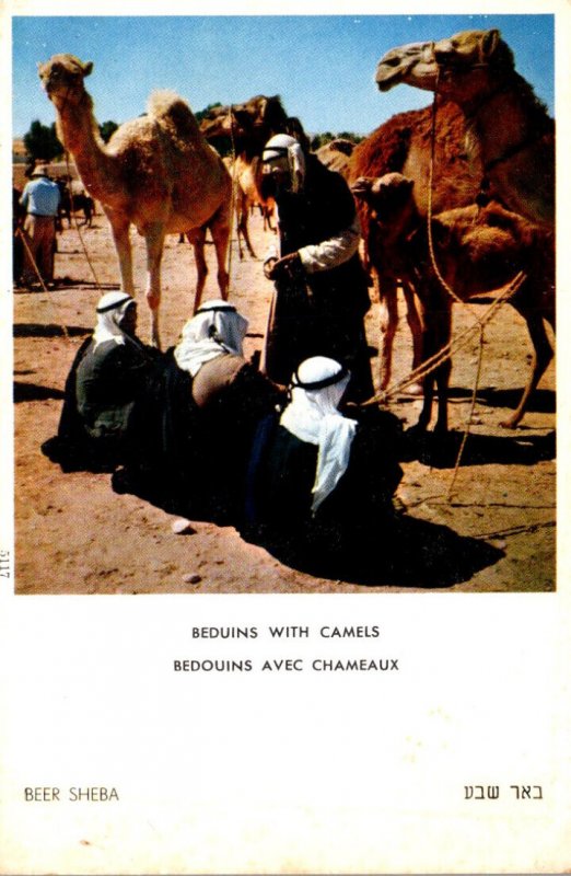 Israel Beer Sheba Bedouins and Their Camels