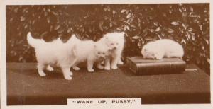 Wake Up Pussy Cat German Old Real Photo Cats Library Book Cigarette Card