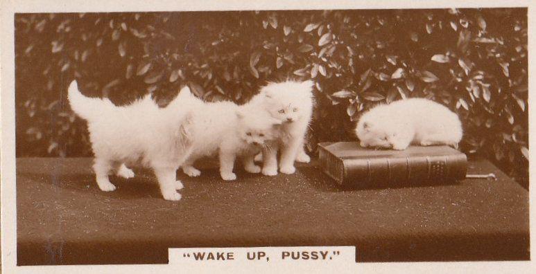 Wake Up Pussy Cat German Old Real Photo Cats Library Book Cigarette Card