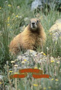 Rocky Mountain Marmot in Colorado