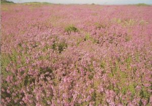 Dunwich Heath Suffolk Bell Heather Postcard