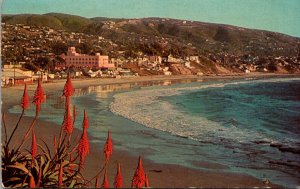 California Laguna Beach At Christmas Time With Red Hot Poker Plants 1965