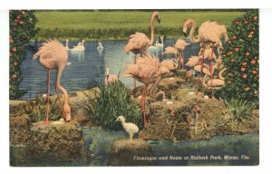 FL - Miami. Hialeah Park, Flamingos & Nests