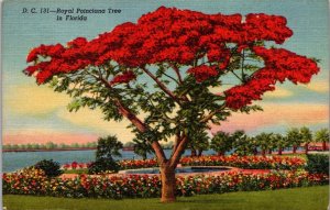 Florida Beautiful Royal Poinciana Tree In Bloom 1957 Curteich