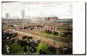 Old Postcard Chicago Union Stock Yards Cows Cattle