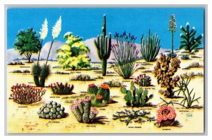 Postcard AZ Cacti Desert Flora Great Southwest Vintage Standard View Card