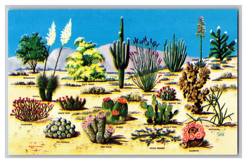 Postcard AZ Cacti Desert Flora Great Southwest Vintage Standard View Card 