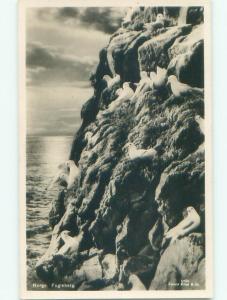 old rppc BIRD MOUNTAIN Hamnvik - Rolla - Ibestad In Troms Norway i3010