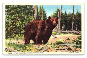 A Park Bear In Tree Yellowstone National Park Wyoming Postcard