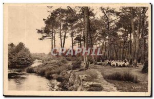 Old Postcard moors in the forest Sheep