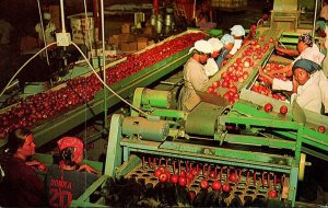 Georgia Packing Apples In Central Georgia